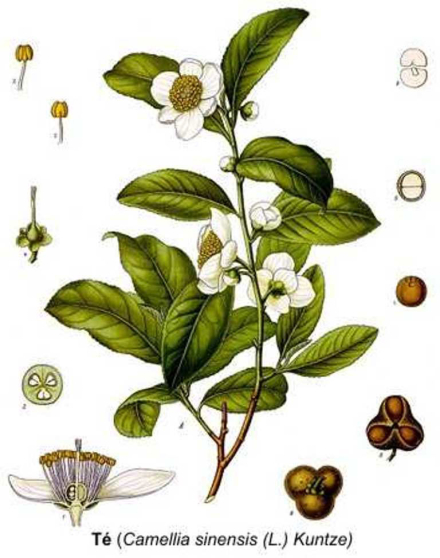 te.CamilliaSinensis.jpg