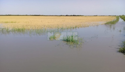 el trigal bajo agua.jpg