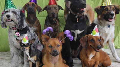 La ciencia tiene una nueva fórmula para comparar la edad de tu perro con la humana