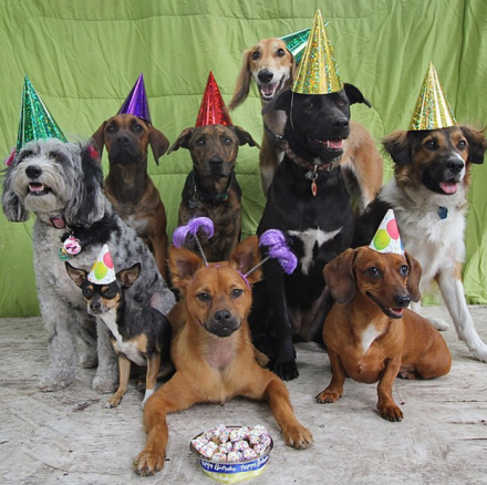 tips-fiesta-para-perros10.jpg