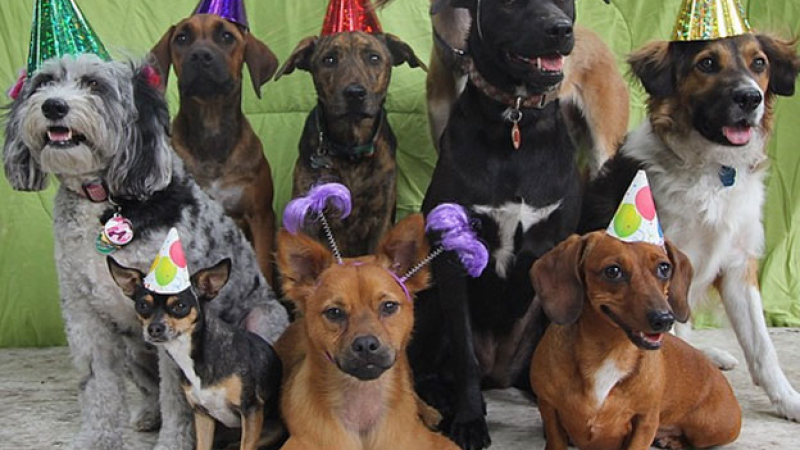 La ciencia tiene una nueva fórmula para comparar la edad de tu perro con la humana