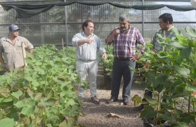 El INTA avanza en su nuevo gran logro con plantas de algodón resistente al Picudo