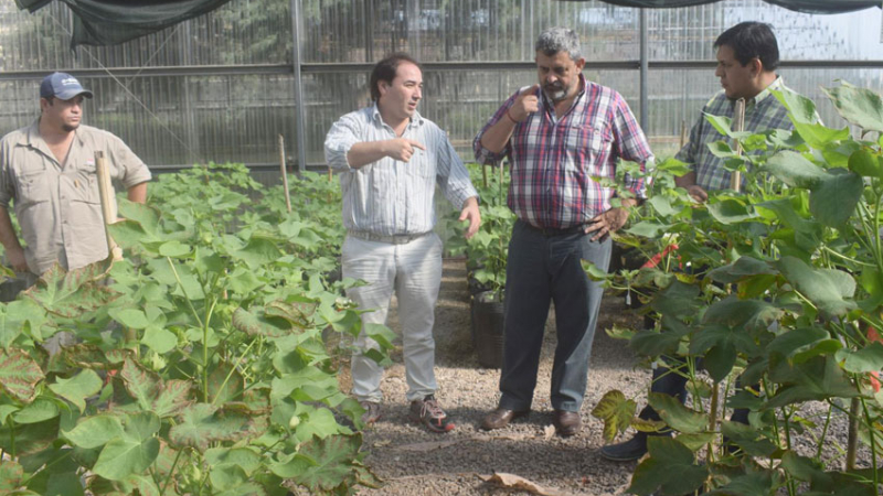 El INTA avanza en su nuevo gran logro con plantas de algodón resistente al Picudo