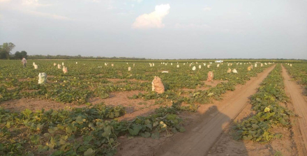 rural2.jpg