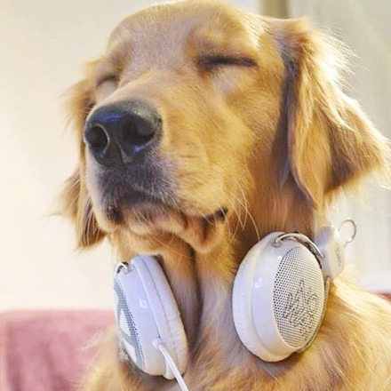 perro musica.jpg