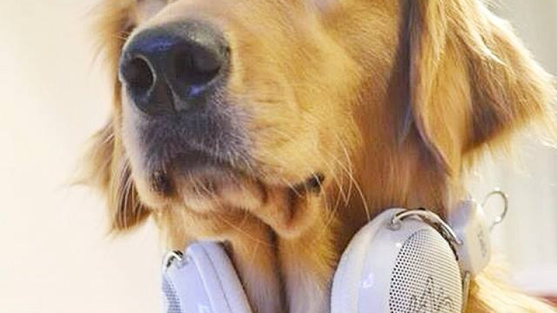 Spotify lanza listas para perros que quedan solos en casa