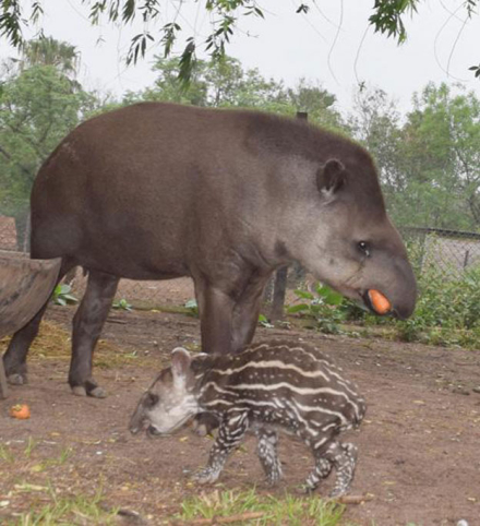 TAPIR1.jpg