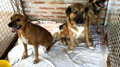Hoy, gran feria de garage por los perros de la calle