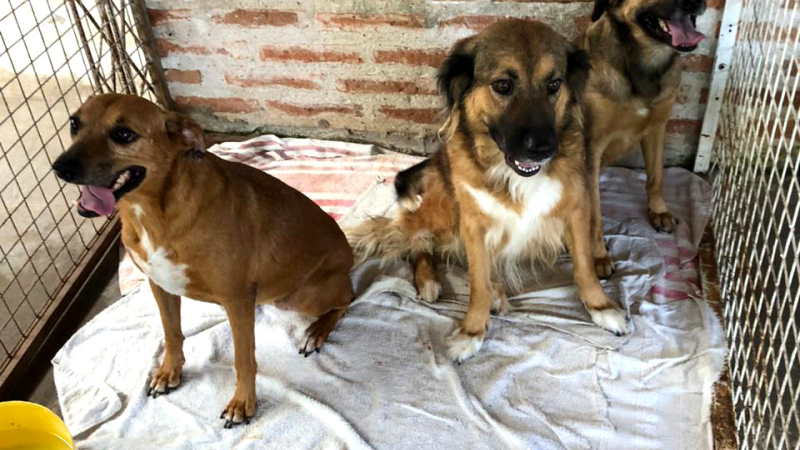Hoy, gran feria de garage por los perros de la calle