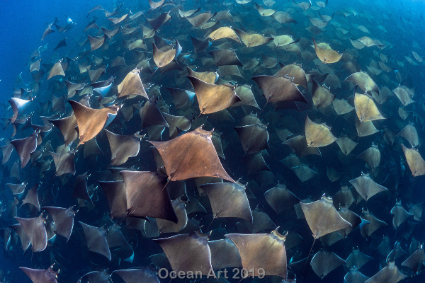 "Aglomeración de Rayas Munk en Baja California Sur"
Mención de honor - Jay Clue - Baja California Sur, México