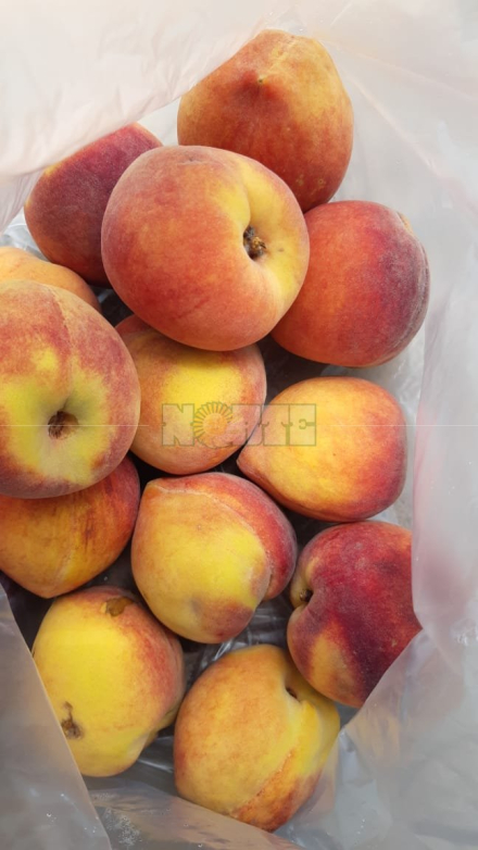 fruderpa3.jpeg