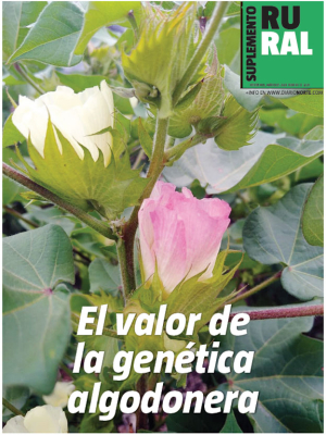 El valor de la genética algodonera