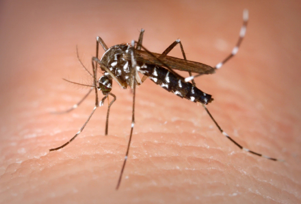 dengue.jpg