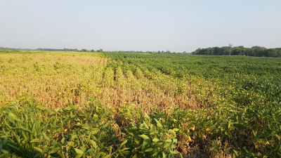 La soja golpeada por el calor en el norte