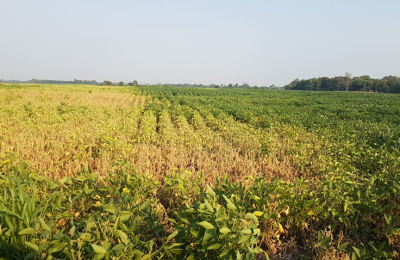 La soja golpeada por el calor en el norte