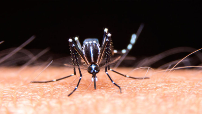 Puerto Tirol: falleció una mujer que padecía dengue hemorrágico