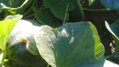 De la huerta a la mesa, pequeños productores también se aventuran con entregas a domicilio