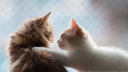 gatos2.jpg
