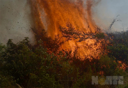 fuego3.jpg