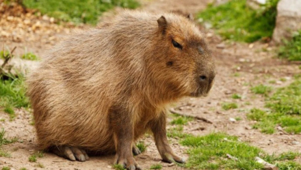 carpincho.jpg