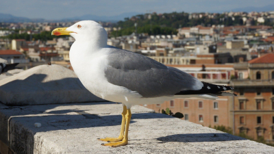 Un hombre mordió a una gaviota que intentó robarle la comida del McDonald's