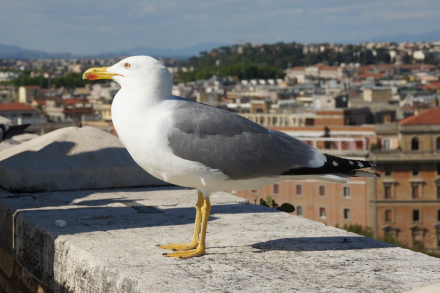 gaviotas.jpg