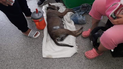 Huellas Caninas invita a apadrinar una castración