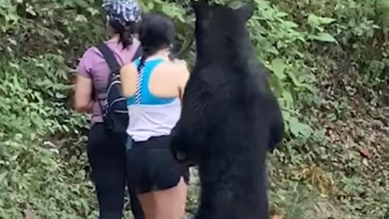 La sorprendente reacción de una mujer que estuvo cara a cara con un oso