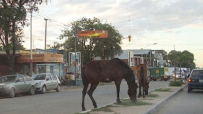Barranqueras sancionará a propietarios de “animales sueltos”en la vía pública
