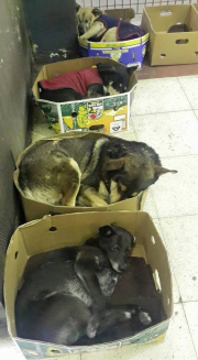 perros callejeros