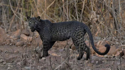 Avistaron un leopardo negro en una reserva en India