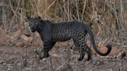 leopardo.jpg