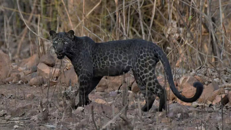 Avistaron un leopardo negro en una reserva en India