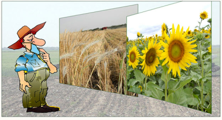 Dibujo-trigo-girasol-dudas.jpg