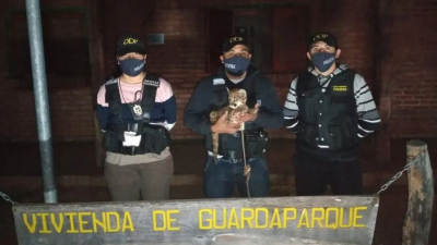 Nueva Pompeya: tenía en su casa un puma cachorro ?