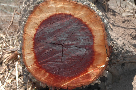 arbol2.jpg