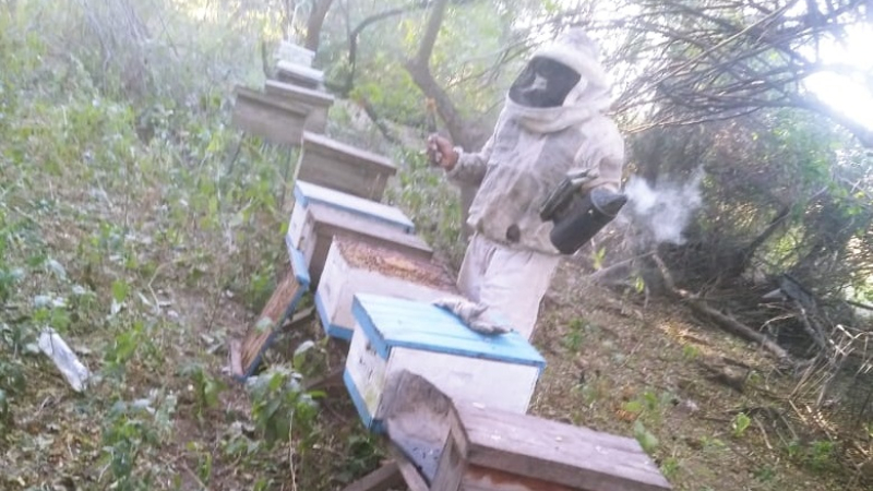 Productores apícolas piden asistencia ante la desesperante situación que atraviesan