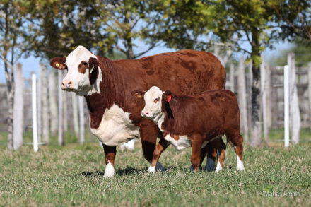plantel de vacas elite.jpg