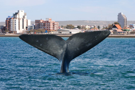 destino Puerto Madryn.jpg