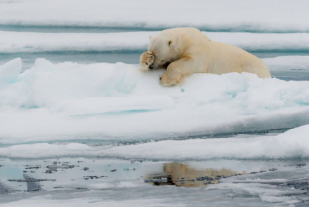 oso polar.jpg