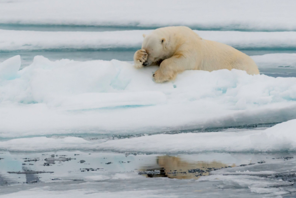 Un oso polar parece lamentarse en Spitzbergen, Noruega