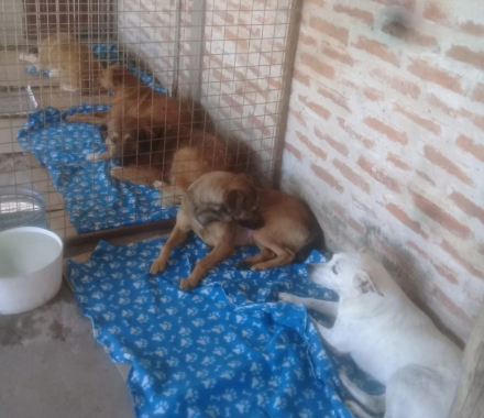 perros.jpg