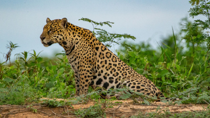 Lanzan una estrategia trinacional para la conservación del yaguareté en Brasil, Paraguay y Argentina