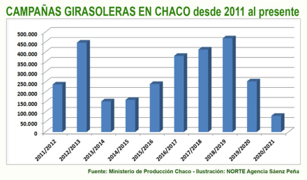 campañas-de-girasol-en-el-c.jpg