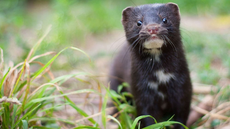 Visón americano, el primer animal salvaje en dar positivo a COVID-19