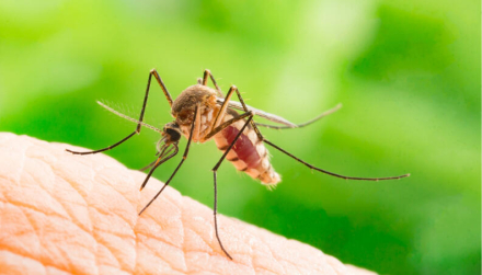 dengue1.jpg