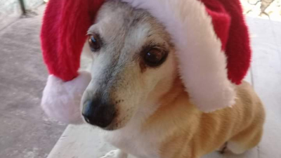 Lanzan un bono navideño para ayudar a perros rescatados y en tránsito