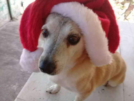 perrito navidad.jpg