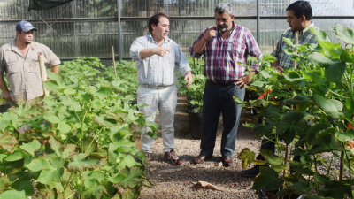 El algodón le hizo frente al clima, al mercado y al coronavirus
