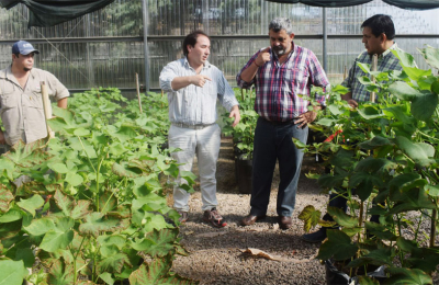 El algodón le hizo frente al clima, al mercado y al coronavirus